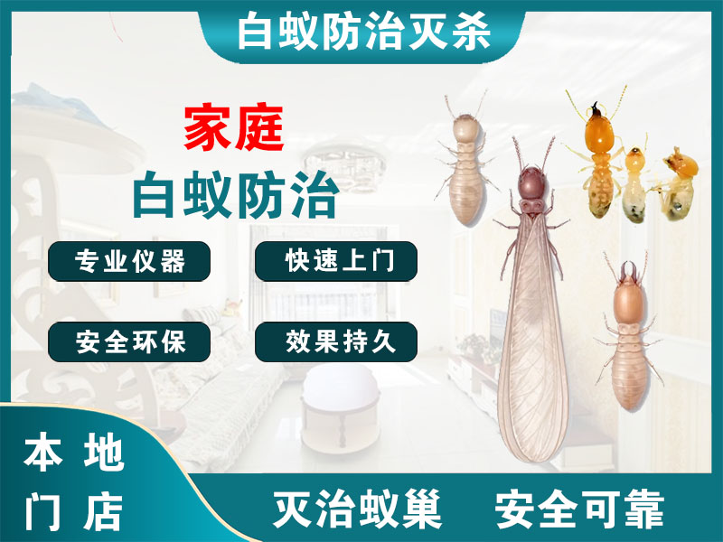 丹徒区家庭白蚁防治