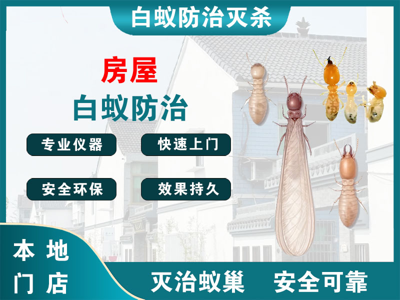 丹徒区房屋白蚁防治